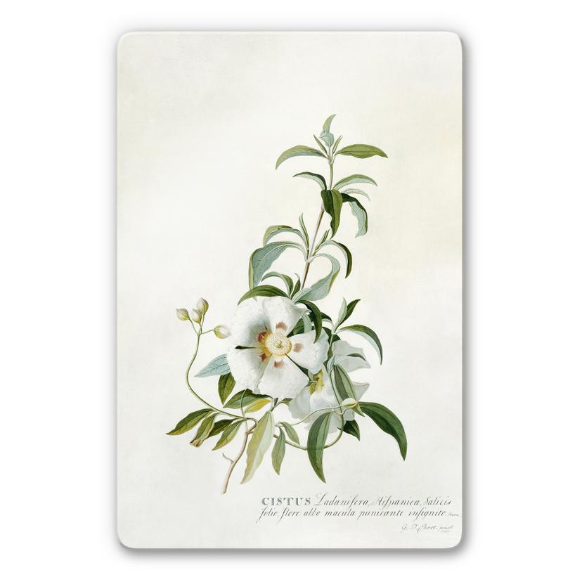 Tableau en verre - Ehret - Ciste