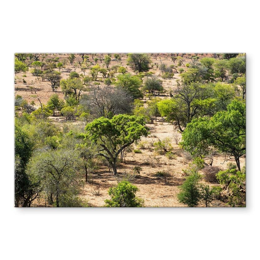 Billede af savannelandskab i Afrika - Hugonnard – print på aluminium (Alu-Dibond)