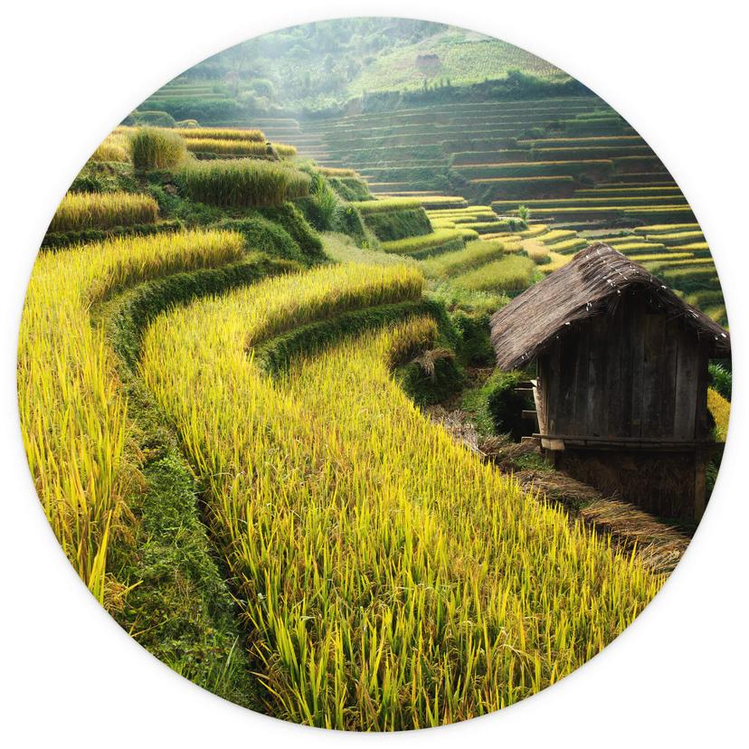 Fotomurale tondo Intarob - risaie in Vietnam - carta da parati in tessuto non tessuto/carta da parat