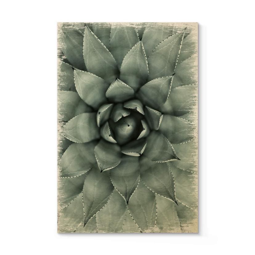 Billede af træ Agave 02