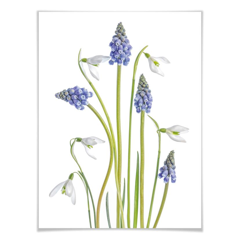 Poster Disher - Fleurs printanières