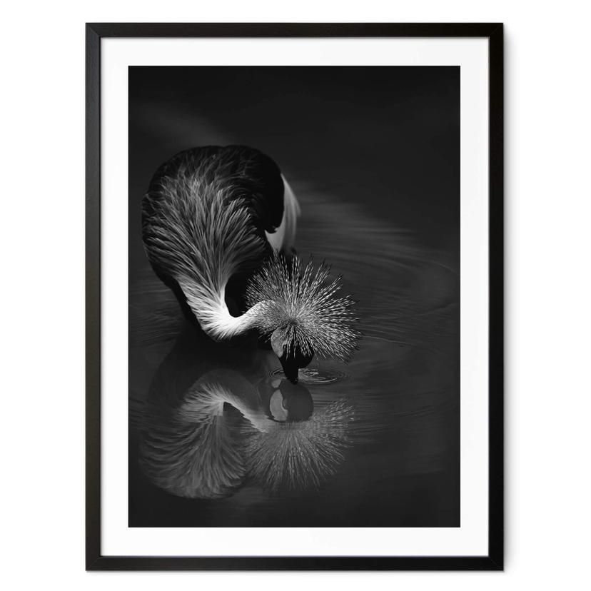 Póster Tjandra - Reflejo de pájaro - blanco y negro