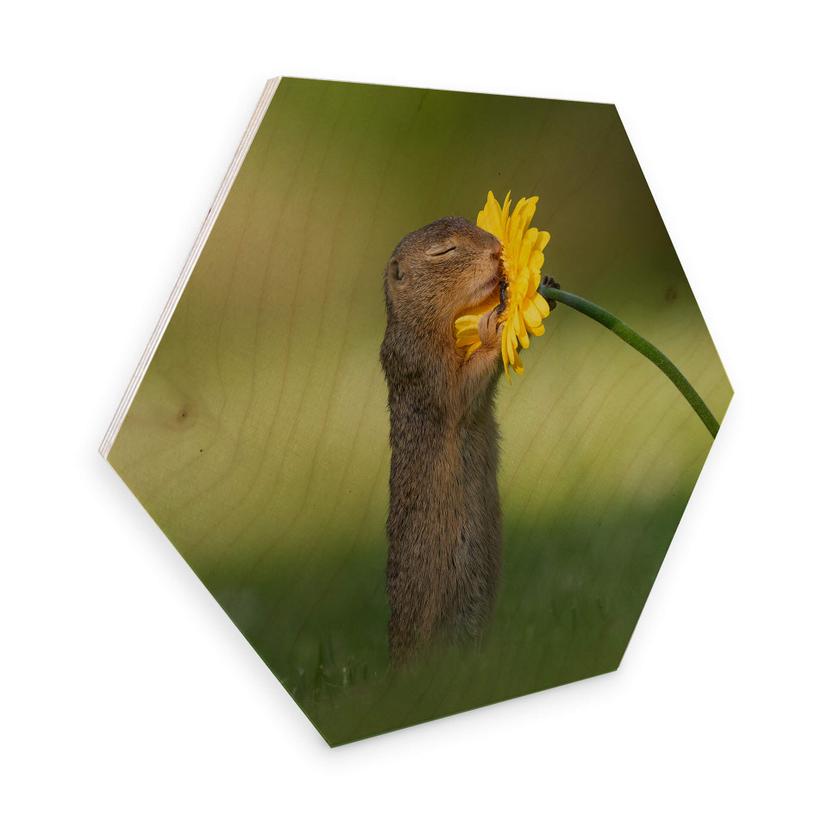 Hexagone - Placage bois de bouleau - van Duijn - Un petit écureuil sentant une fleur