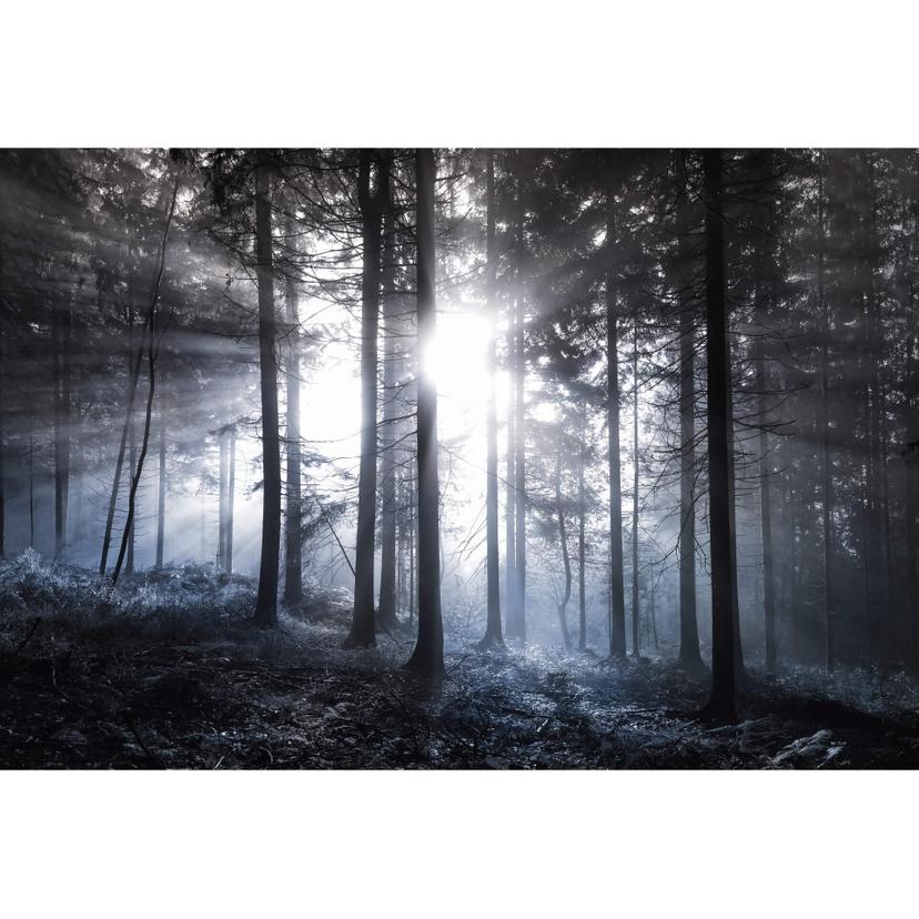 Fototapet - Solstrålar i skogen blå