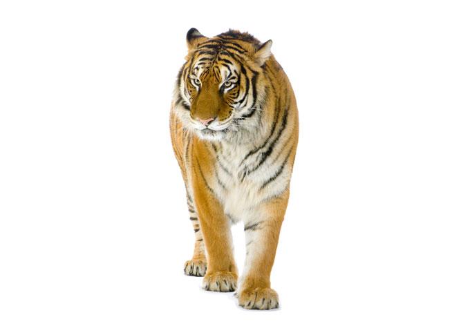 Real Tiger fönstermålning