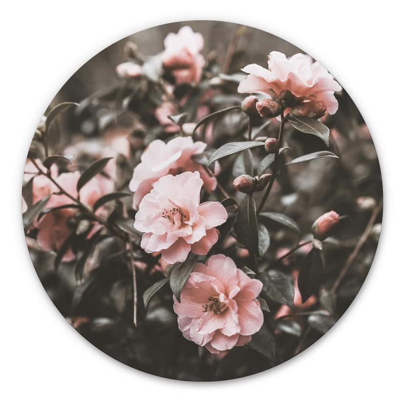 Tableau sur alu-Dibond Annie - Rosier - Rond