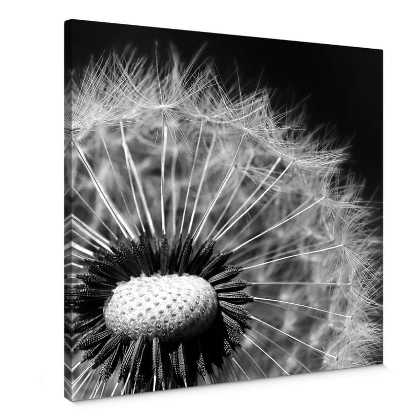 Tableau sur toile Pissenlit