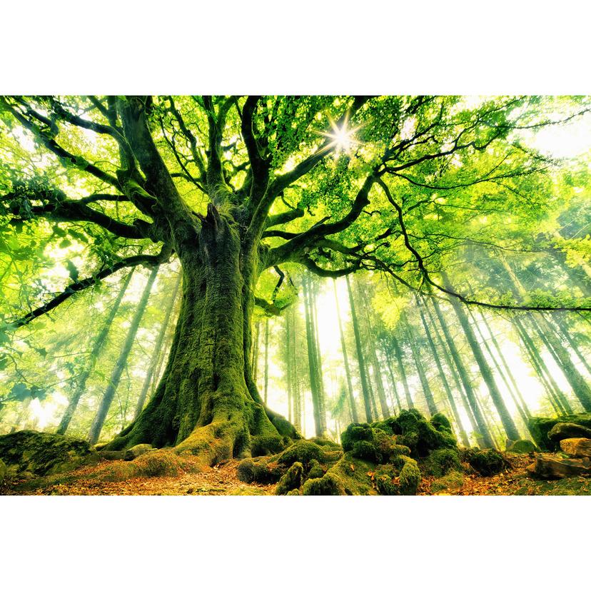 Sagolik skog tapet - skog tapet - Kiciak