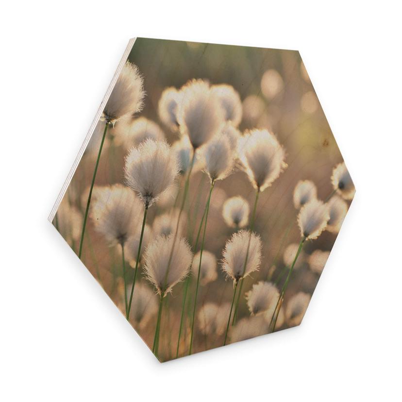 Hexagon Berkenfineer - Delgado - Flower Magic