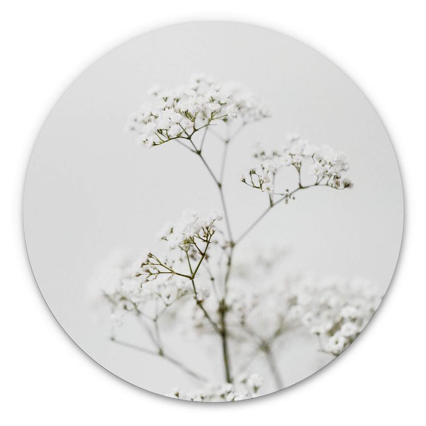 Tableau sur alu-Dibond Annie - Cerfeuil des prés - Rond