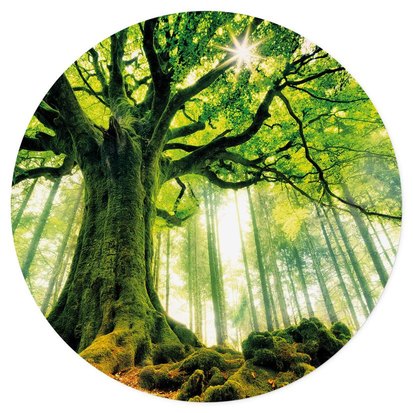Muursticker Rond Kiciak - Sprookjesbos