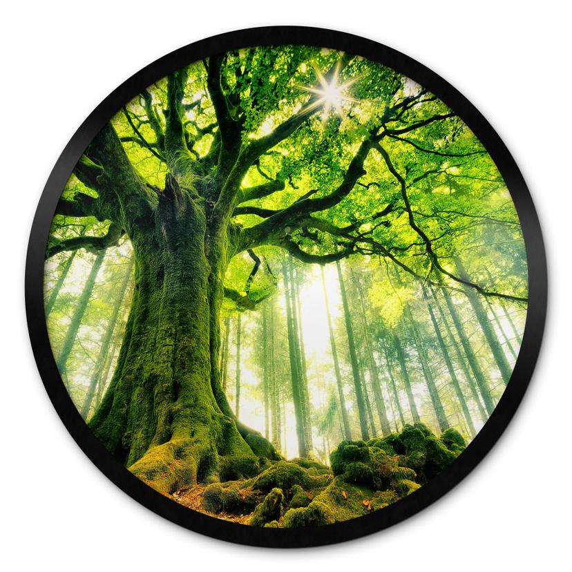 Póster Kiciak - Bosque de cuento de hadas - Redondo