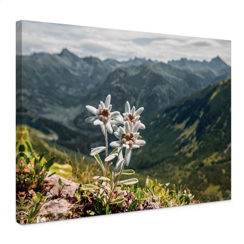 Lærredsprint - Hvid alpin edelweiss på bjerget