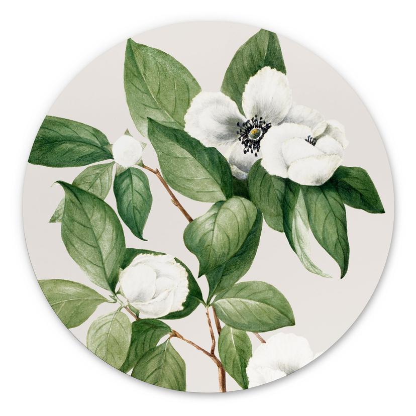 Wandbild Botanik Illustration einer Scheinkamelie - Walcott - Alu-Dibond - Rund