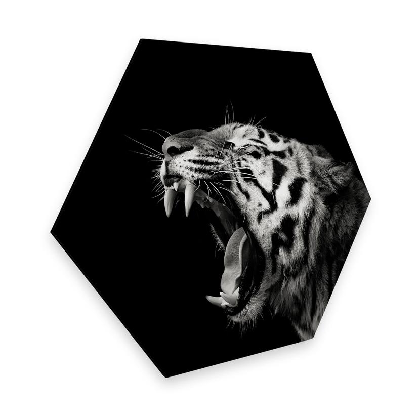 Hexagone - alu-Dibond Meermann - Le tigre