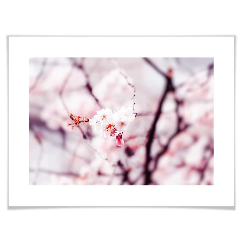 Poster Fleur de cerisier 02
