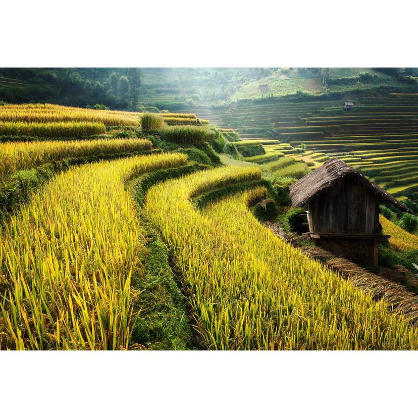 Fotomurale Intarob - risaie in Vietnam