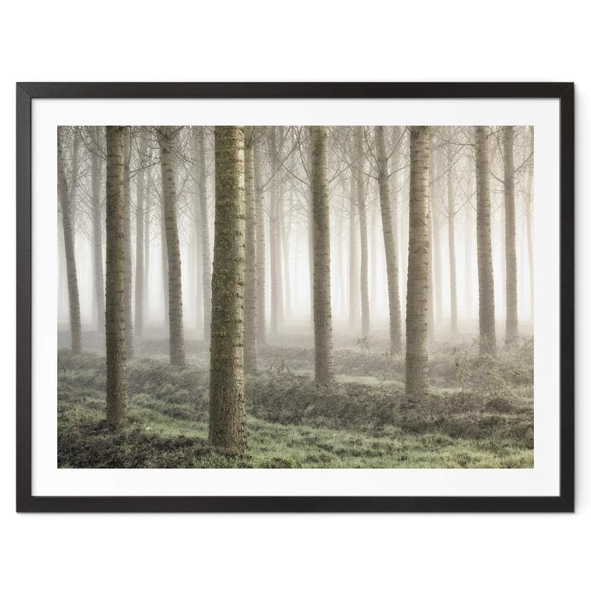 Póster Carozzi - Bosque de cuento de hadas en la bruma matinal