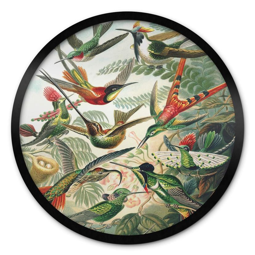 Plakat Haeckel - Hummingbirds