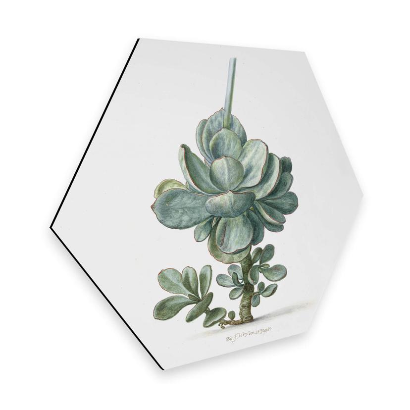 Hexagon Dibond Saftleven - Vetplant