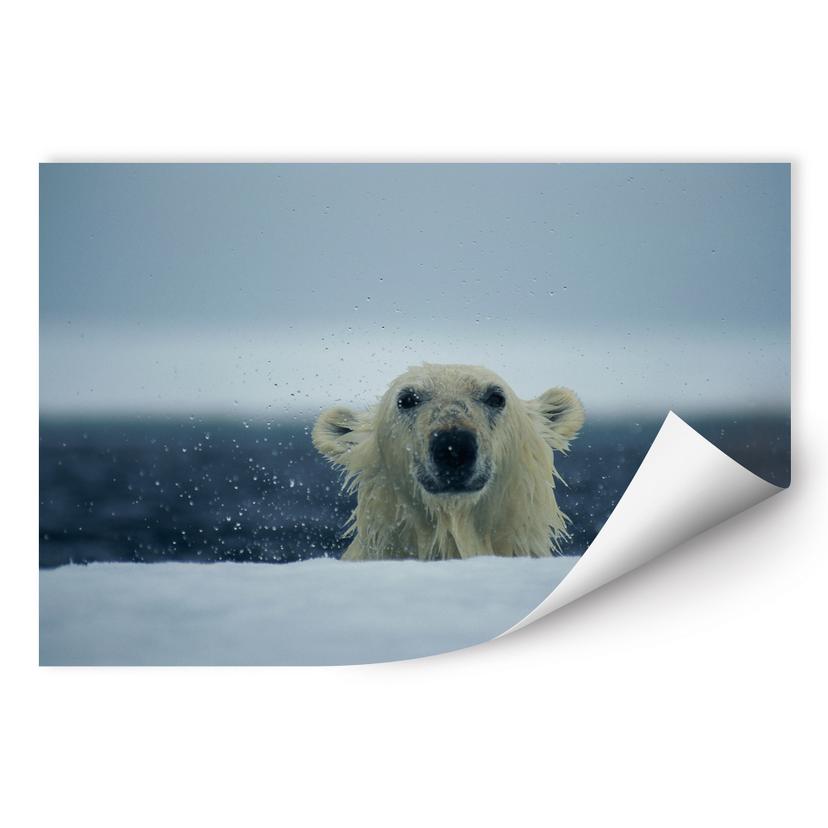 Poster autocollant - W - NG Ours Malicieux