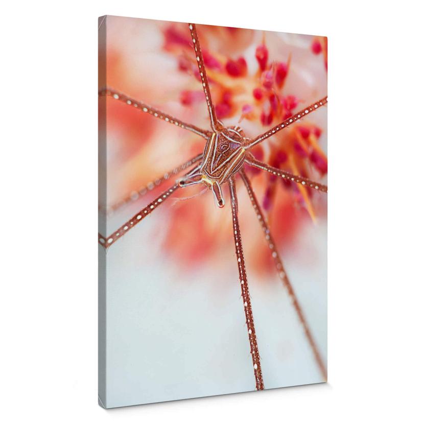 Canvasbillede - Narchuk - Underwater