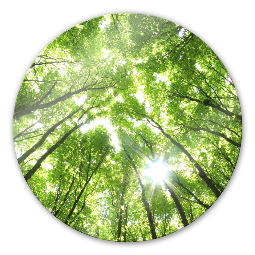 Tableau en verre - Sunny forest 2 - Rond