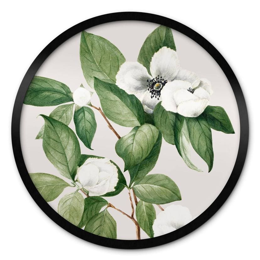 Póster ilustración botánica de una camelia simulada - Walcott - Round