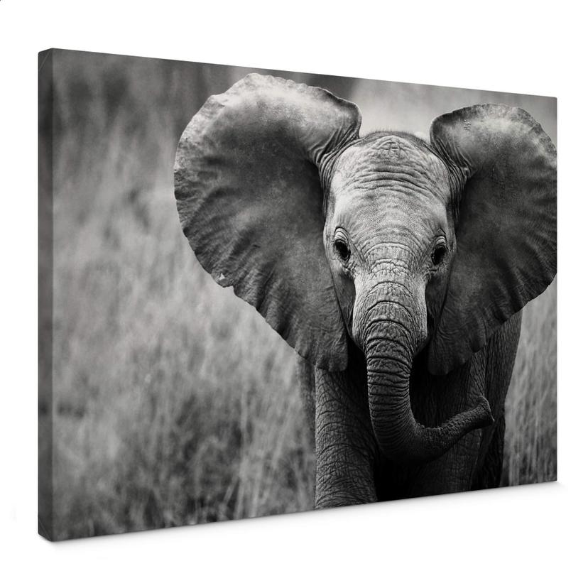 Tableau sur toile Jumbo le petit éléphant