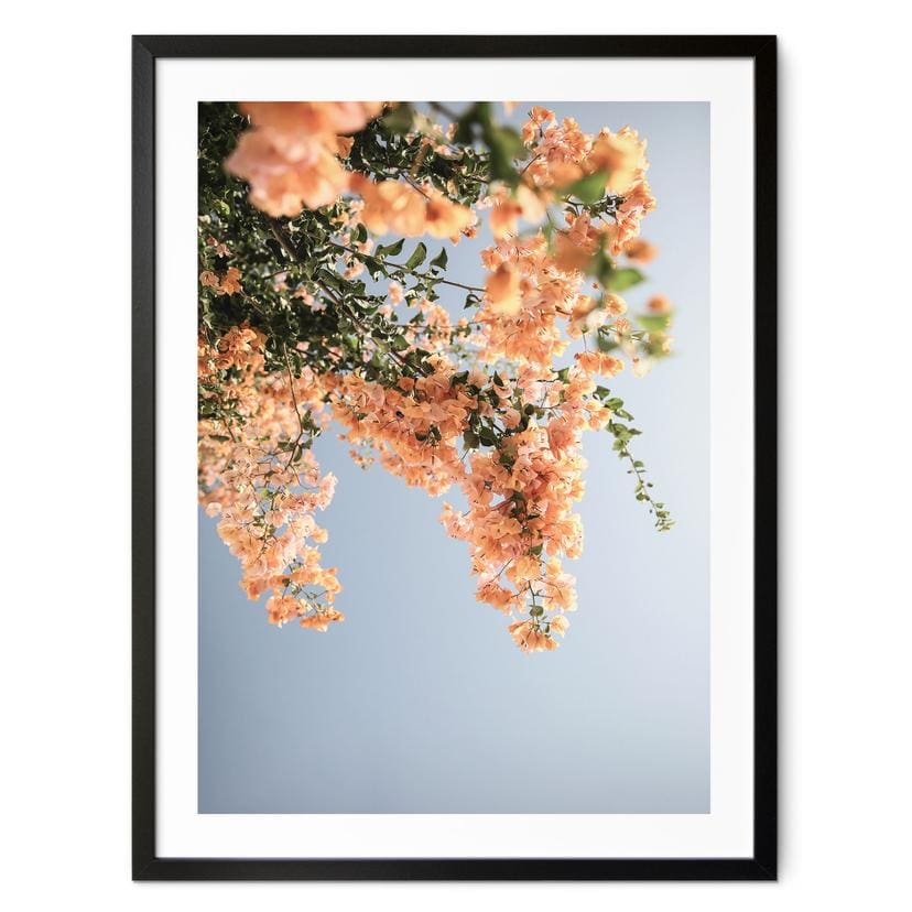 Póster Flores de melocotón en Assos - Fotografía de Clint