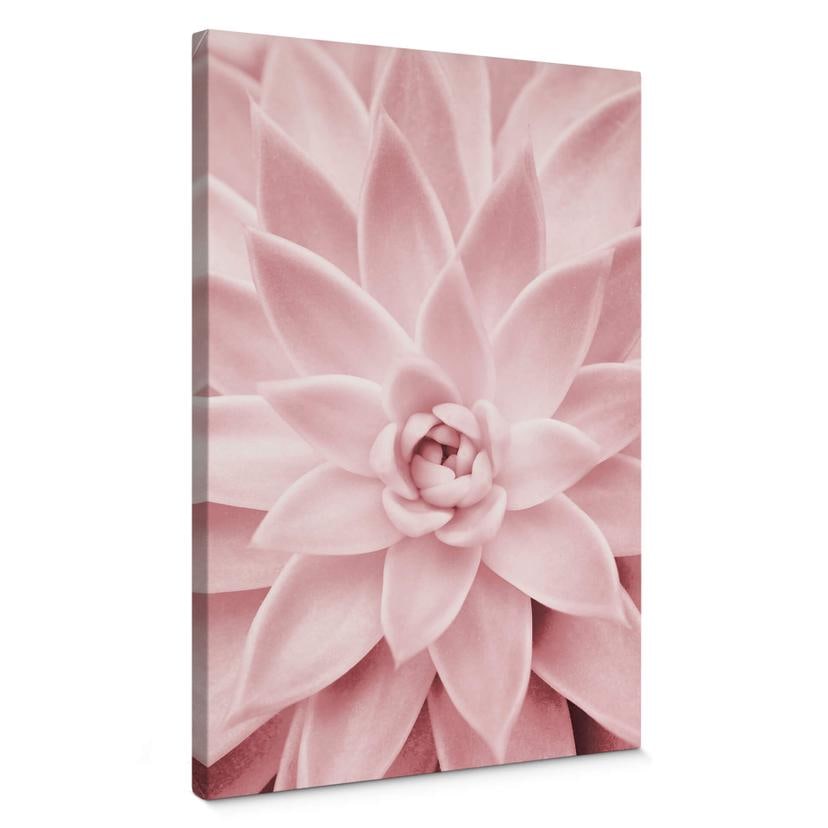 Tableau sur toile Sisi & Seb - Rose succulente