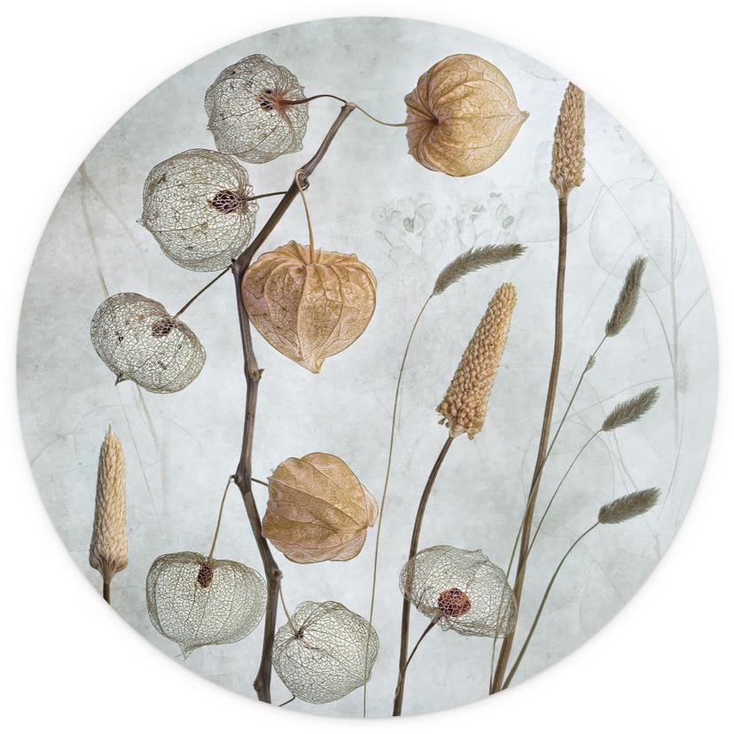 Fototapet med torkade lyktblommor - Disher - Rund - non-woven tapet/självhäftande non-woven tapet