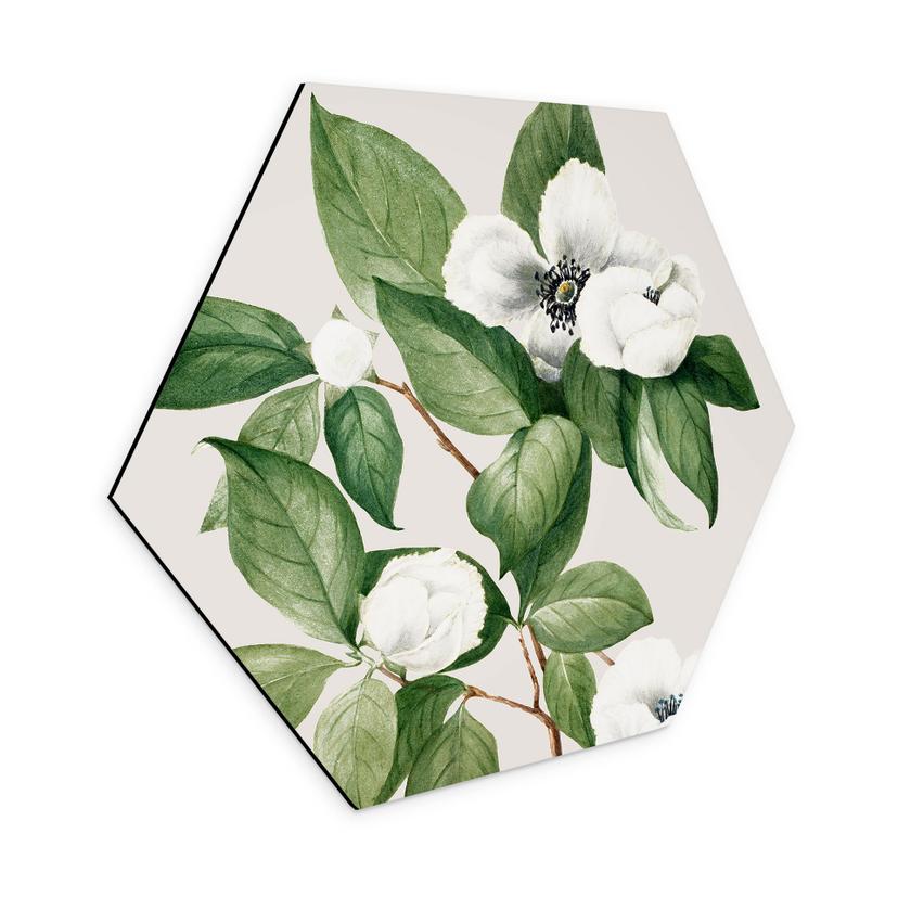 Hexagon Wandbild Botanik Illustration einer Scheinkamelie - Walcott - Alu-Dibond