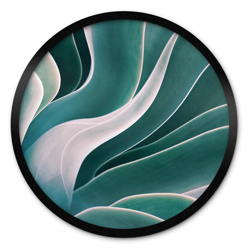Póster Wechsler - Planta de agave a la luz de la mañana - Redondo