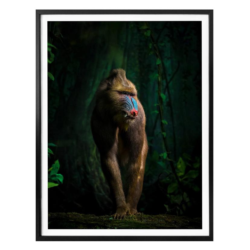 Poster Yunta - Dans la jungle