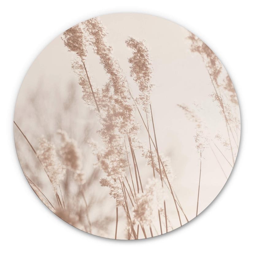 Tableau en alu-Dibond Graminées au soleil - Rond