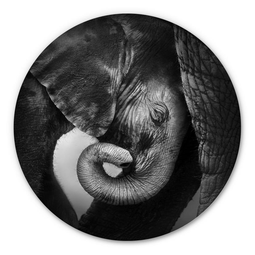 Alu-Dibond - Cucciolo d’elefante - tondo