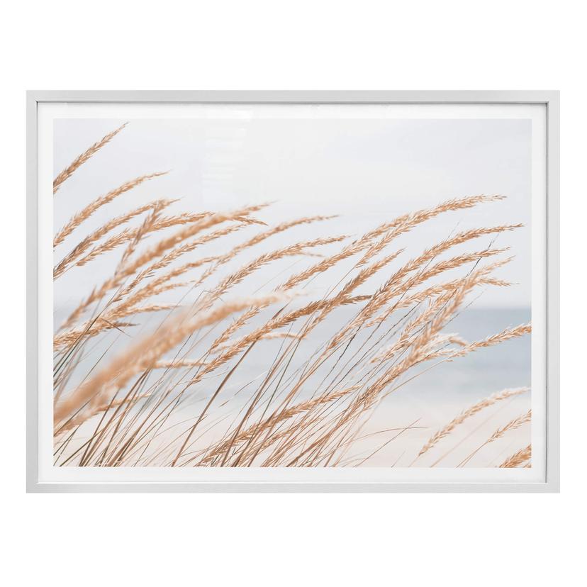 Póster de la hierba de las dunas