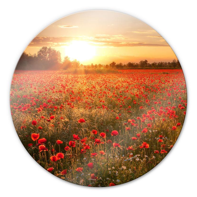 Glasbillede - Valmuemark i Solnedgang - Rund