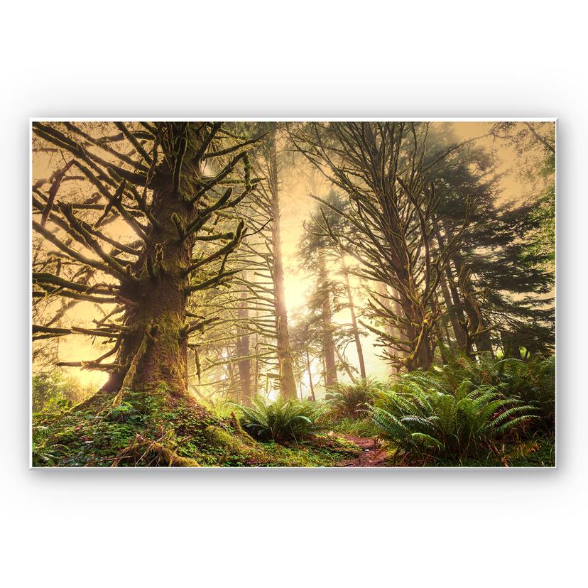 Tableau Forex - Forêt enchantée