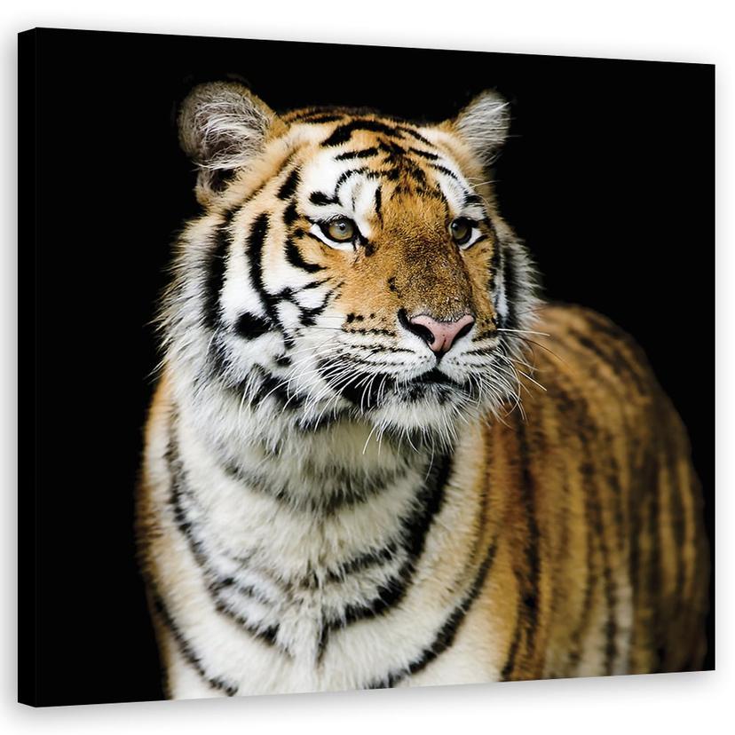 Canvasbillede, Tiger dyreliv natur