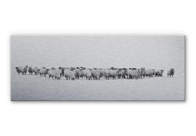 Aluminium Dibond – Schapen – panorama