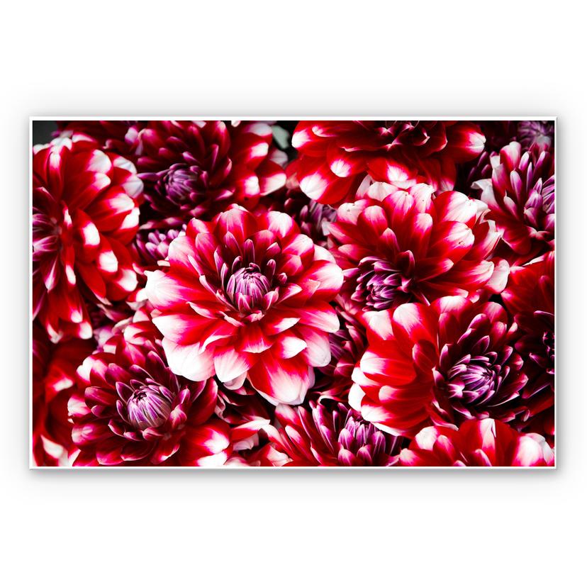Tableau Forex - Floraison rouge