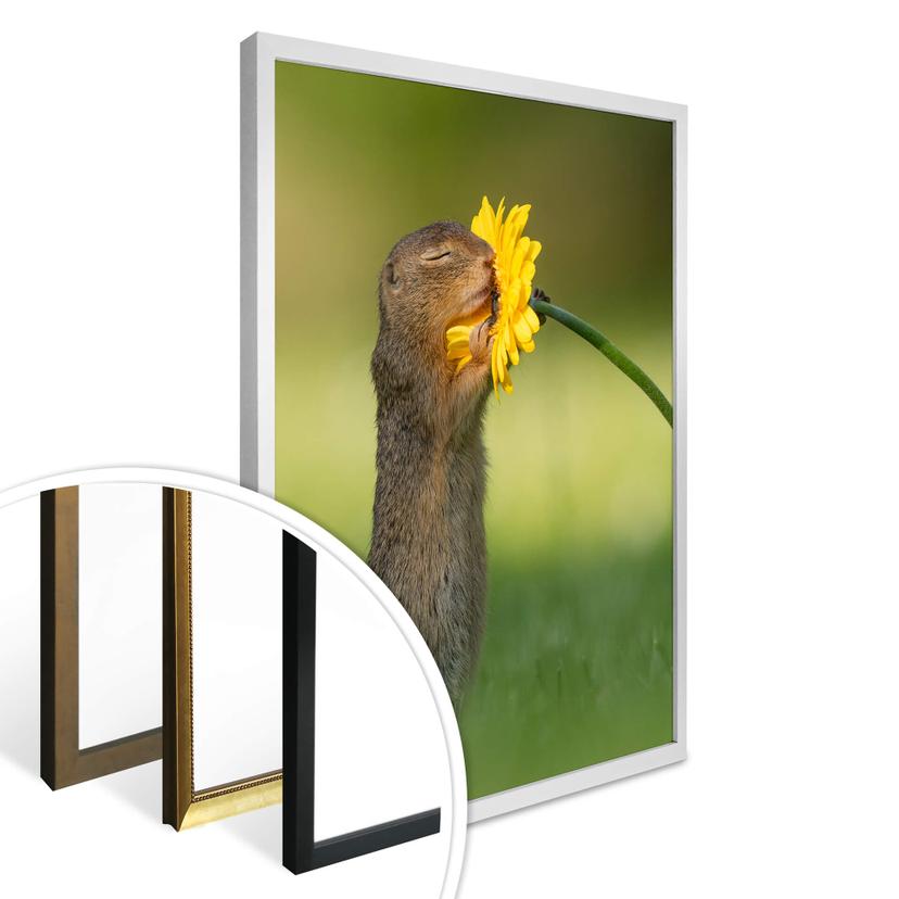 Poster van Duijn - Ekorren luktar på en blomma