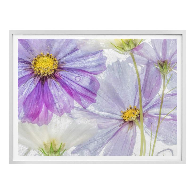 Póster Disher - Flores congeladas