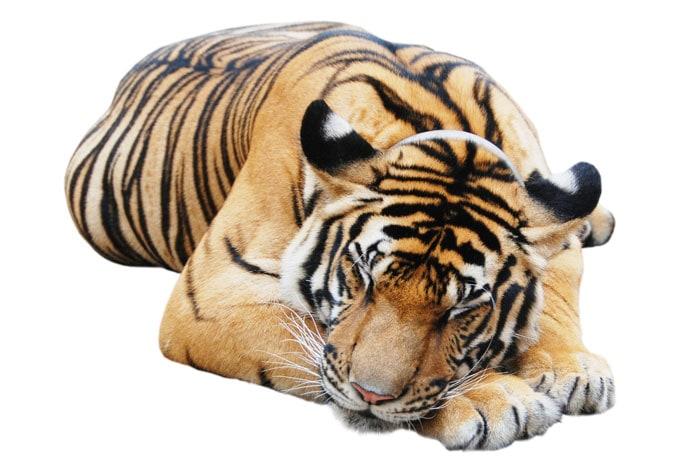 Fönsterbild Real resting Tiger
