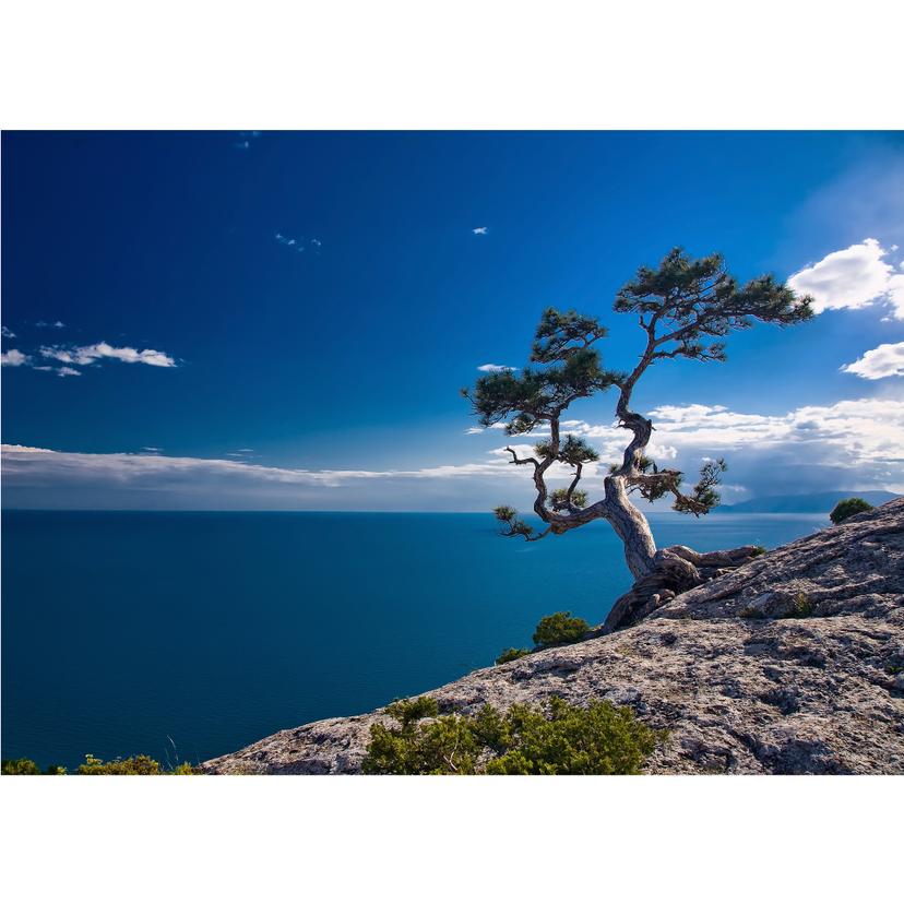Fotomural de Mar y Árbol
