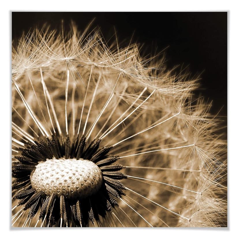 Poster - Dandelion