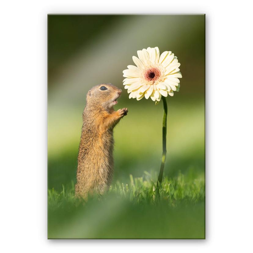 Akrylbillede van Duijn - Egern på jorden med gerbera