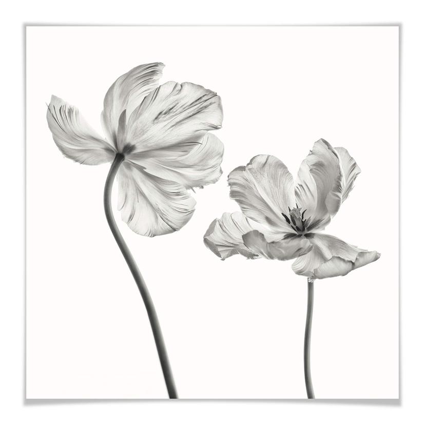 Plakat - Grønkjær - Tulipanblomster
